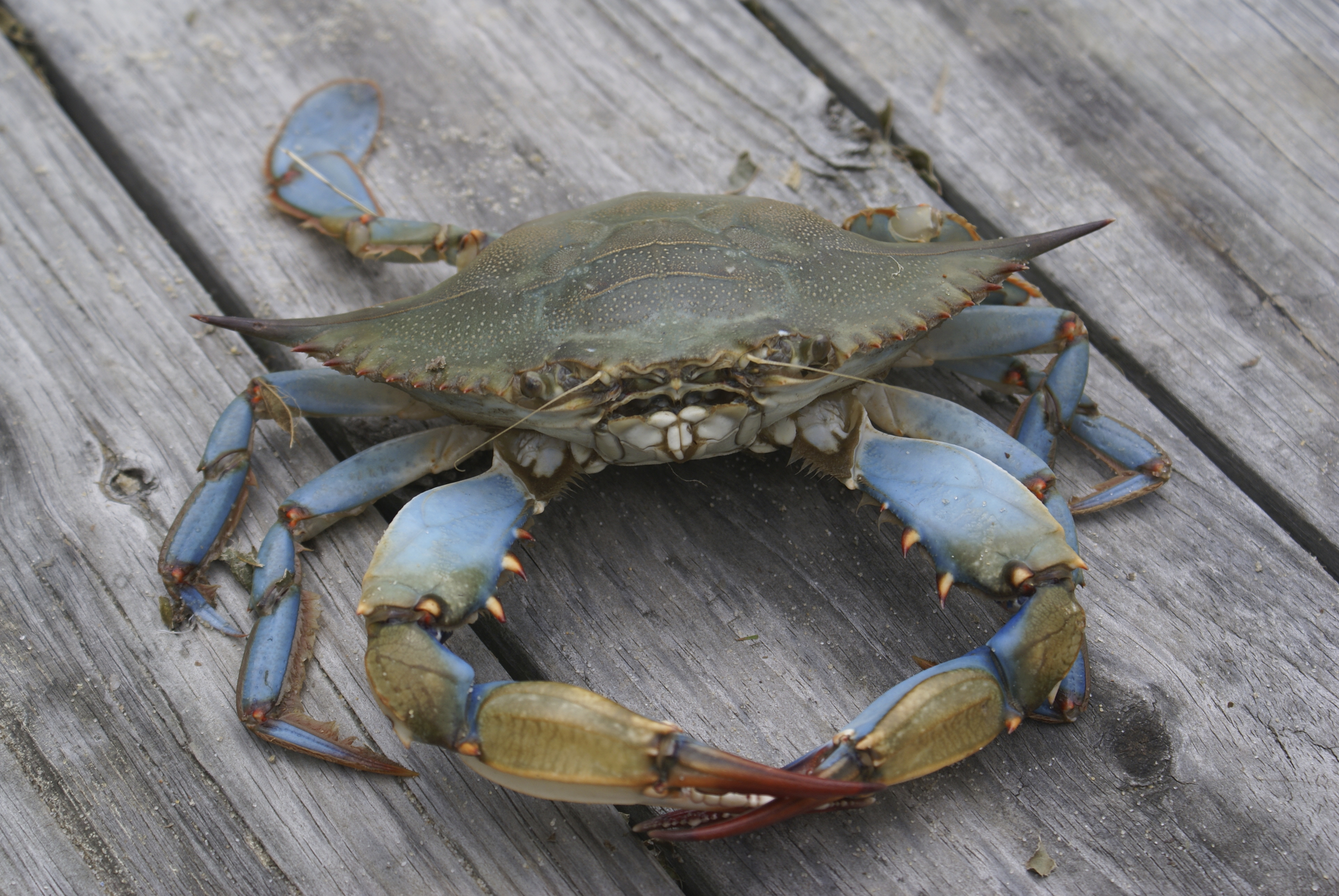 The Sacred Maryland Blue Crab | Penn State - Presidential Leadership
