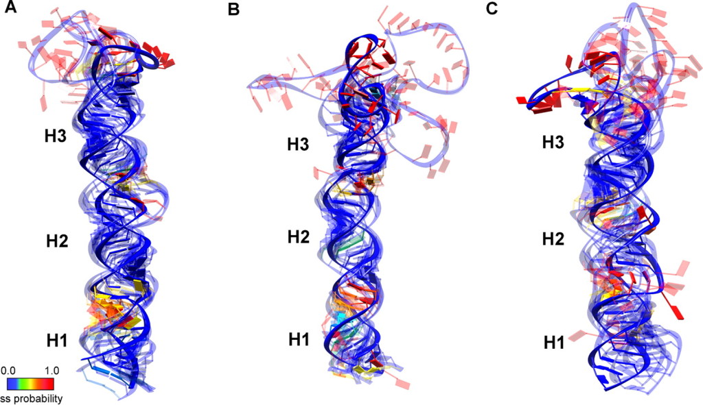 micro RNA ensemble structure using SHAPE