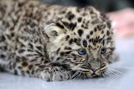 Why are amur leopards endangered?