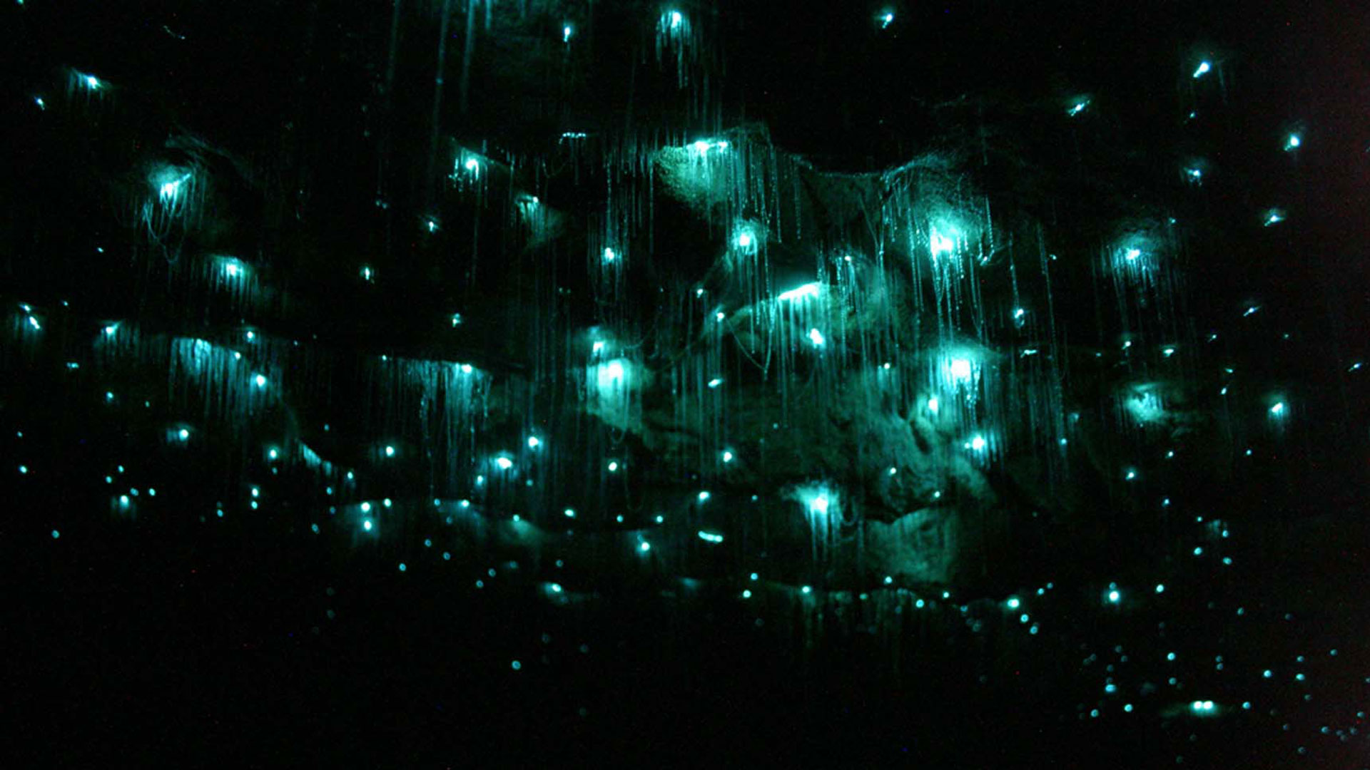 [Image: waitomo-glowworm-caves-3.jpg]