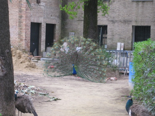 peacock.JPG