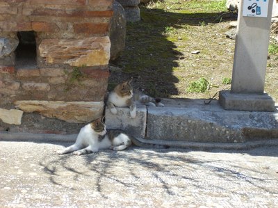 Cats on the Colonnade.JPG