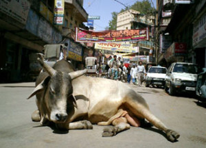 india-roads-cows