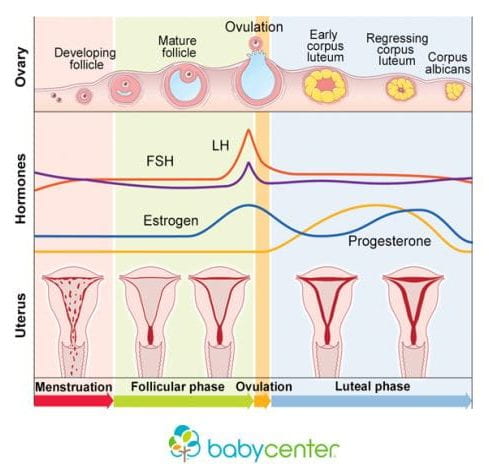 Phases of the Menstrual Cycle  Penn State - Presidential