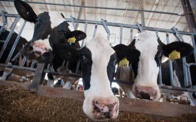 Improving Dairy Cow Health