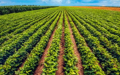 Improving Soybean Yield