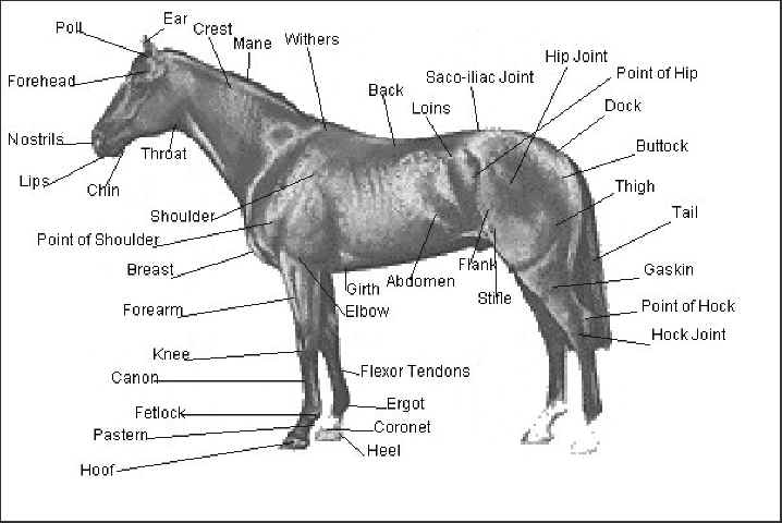 External Equine Anatomy | All Things Equine