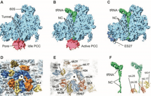 Structure-of-monomeric-yeast-and-mammalian-Sec61-complexes-interacting-with-the-translating-ribosome