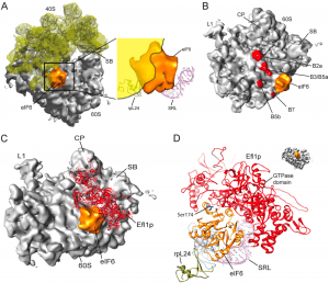 Mechanism-of-eIF6-mediated-inhibition-of-ribosomal-subunit-joining