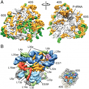 Localization-of-eukaryote-specific-ribosomal-proteins-in-a-5.5-A╠è-cryo-EM-map-of-the-80S-eukaryotic-ribosome