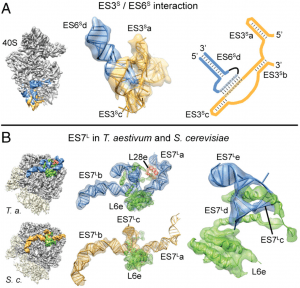 Cryo-EM-structure-and-rRNA-model-of-a-translating-eukaryotic-80S-ribosome-at-5.5-A-resolution