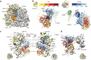 Structure-of-the-no-go-mRNA-decay-complex-Dom34-Hbs1-bound-to-a-stalled-80S-ribosome