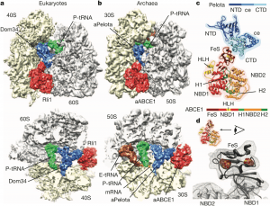 Structural-basis-of-highly-conserved-ribosome-recycling-in-eukaryotes-and-archaea