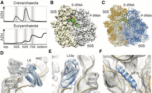 Promiscuous-behaviour-of-archaeal-ribosomal-proteins-implications-for-eukaryotic-ribosome-evolution