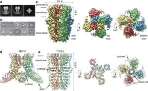 Structure-of-the-TRPA1-ion-channel-suggests-regulatory-mechanisms