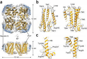 A-saposin-lipoprotein-nanoparticle-system-for-membrane-proteins