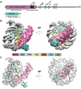 Structural-Basis-of-Dot1L-Stimulation-by-Histone-H2B-Lysine-120-Ubiquitination