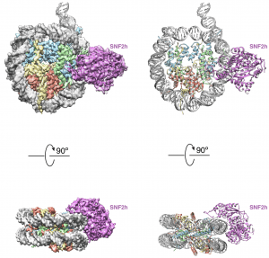 Cryo-EM-structures-of-remodeler-nucleosome-intermediates-suggest-allosteric-control-through-the-nucleosome