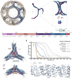 ryo-EM-of-multiple-cage-architectures-reveals-a-universal-mode-of-clathrin-self-assembly