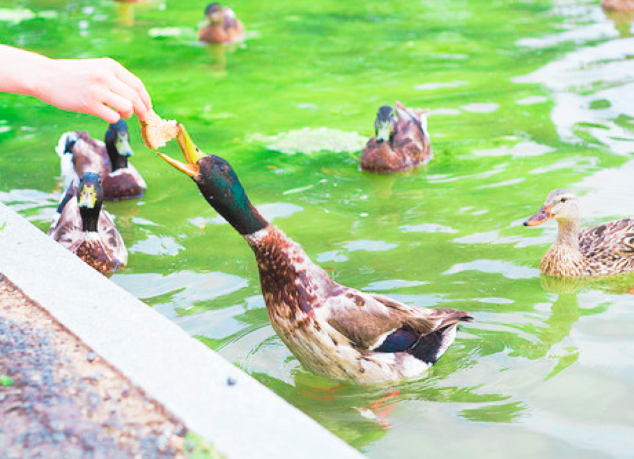 Don’t feed the ducks! | Applied Social Psychology (ASP)
