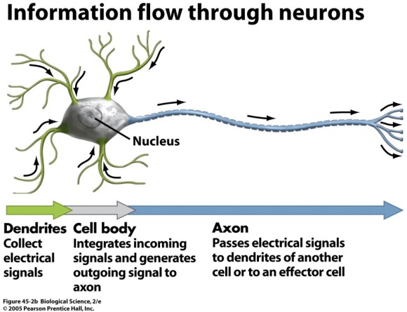 neuron 1
