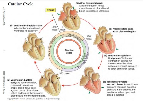 OUTLINE Cardiac Cycle
