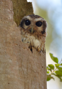Cuban Screech Owl in a broken tree