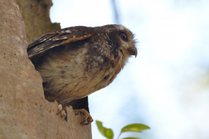 Cuban Screech Owl perched