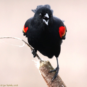 red-shoudlered blackbird calling