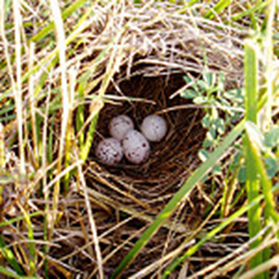 birds meadowlark eastern pennsylvania nest allen mike