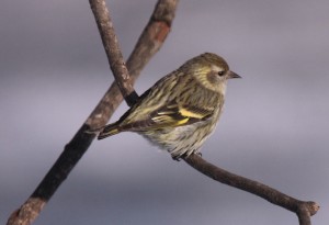Side view of a Pine Siskin sitting on a branch