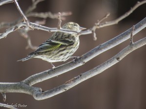 Side view of a Pine Siskin sitting on a branch