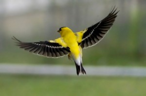 American Goldfinch in flight