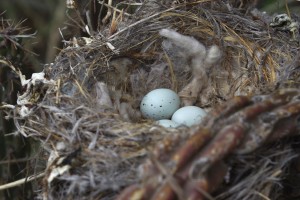House Finch eggs in a nest