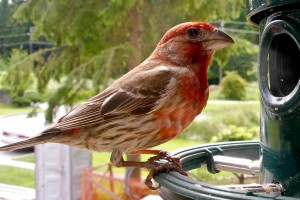 House Finch at a bird feeder