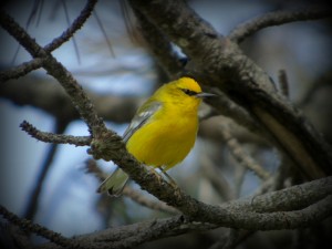 Blue winged warbler on tree branch