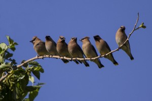 Cedar Waxwing Birds