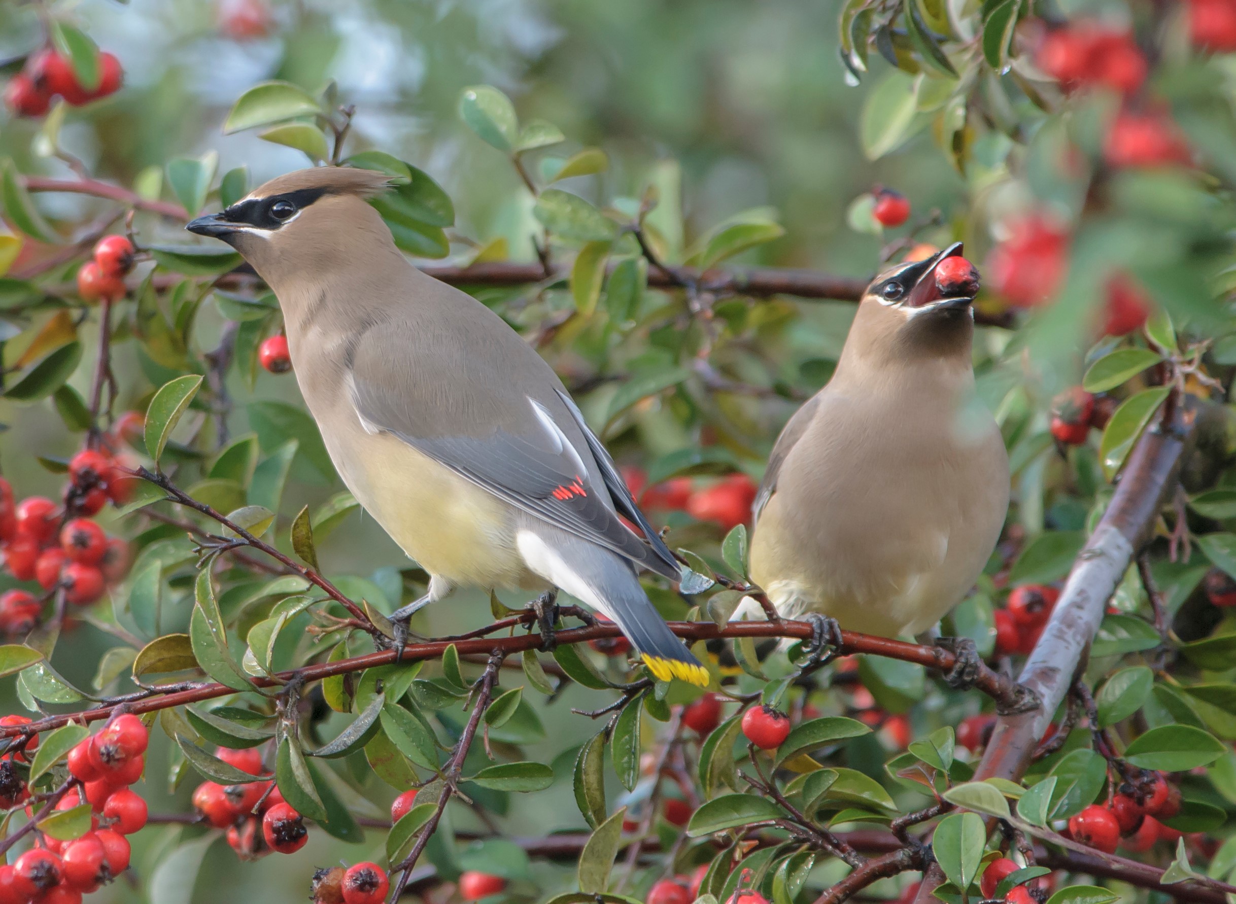 Image result for waxwing birds