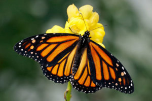 monarch-butterfly2