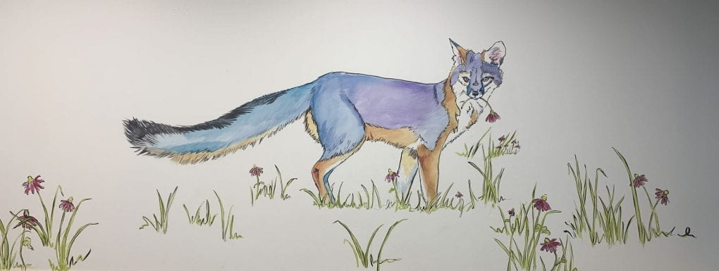 Blue and brown fox picking/eating flowers 