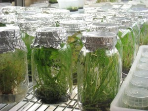 Plants (not cacti) growing under controlled, aseptic conditions. Image by Daderot.