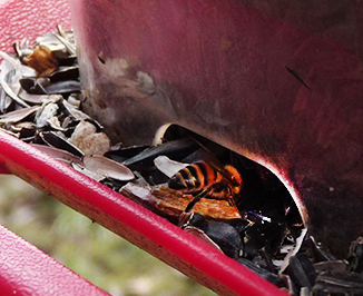 Honeybee in bird feeder