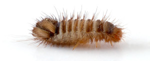 Carpet beetle larva, Photo by A. Karwath Wikimedia Commons