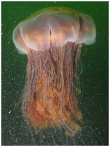Lion's mane jellyfish, Photo by D. Hershman, Wikimedia Commons