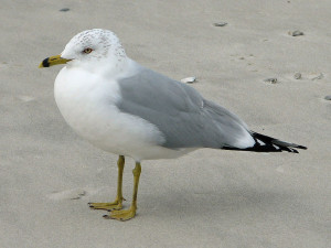 Ring billed gull, Photo by D. Daniels Wikimedia Commons