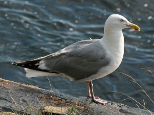 Herring gull Photo by D. Daniels, Wikimedia Commons
