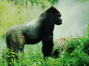 The Mountain Gorilla- Critically Endangered