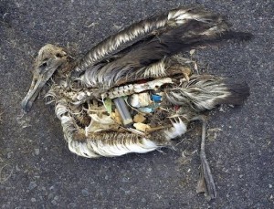Effects of Plastic Ingestion on the Albatross 