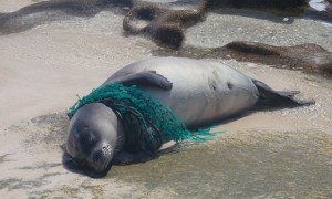 Hawaiian Monk Seal ensnared in plastic net 
