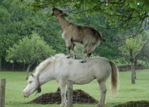 funny-goat-riding-a-horse-photo